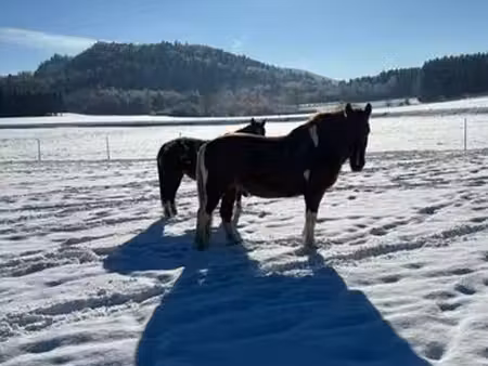recherche prairie / terrain de 1 ha min. à louer ou acheter (2 poneys)