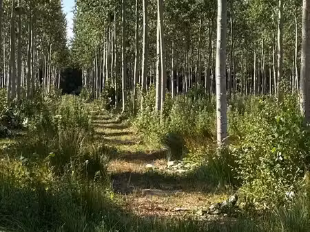 forêt 42 ha aisne 02 proche laon 1h30 paris