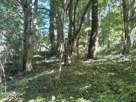 parcelle de bois