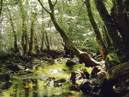 propriété forestière de 14.60 hectares