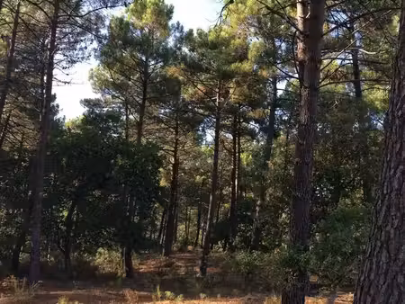 propriété forestière 17 hectares