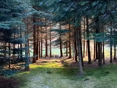 parcelle forestière avec rivière