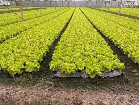 exploitation agricole maraîchère