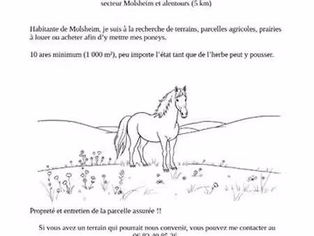 recherche parcelle  terrain  prairie ou verger pour poneys