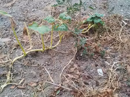 potager en location