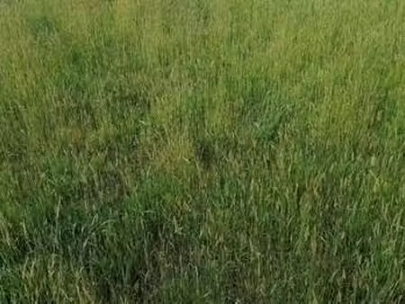 vente terrain à pontivy (56300) : à vendre / pontivy
