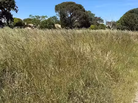 vente terrain 400 m² à saubens (31600)  119 000 €