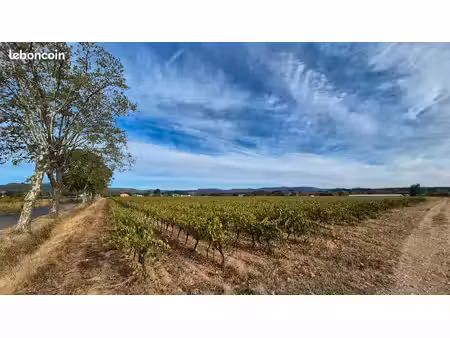 vigne de chardonnay