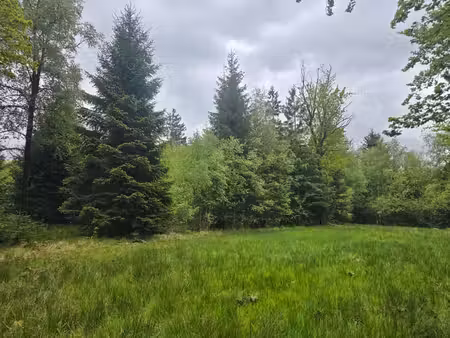 belle parcelle de régénération naturelle de 1 ha