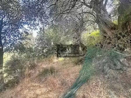 vente terrain à batir 1985 m² à zilia (20214)  170 000 €