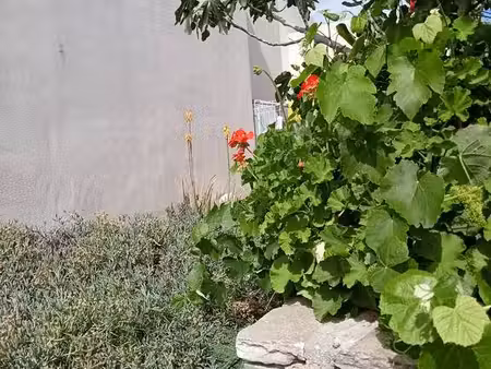 calvi (20260)