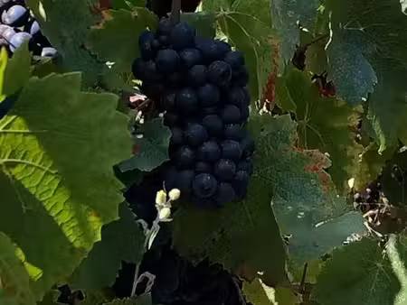 vignes aoc fleurie métayage