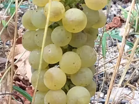 vignes aoc métayage bourgogne blanc  fleurie  moulin à vent