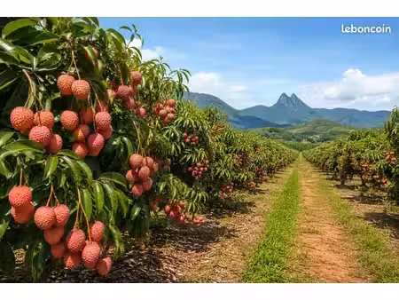 vends et cherche parcelle agricole sur toute l'île