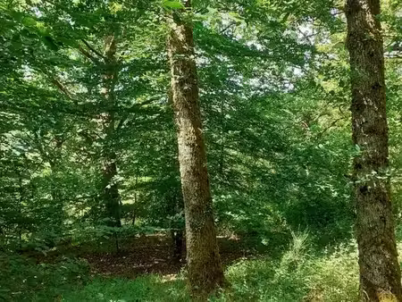 parcelle forêt-villiers en morvan