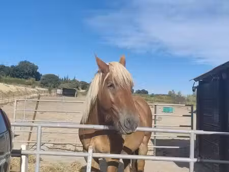 location ou achat terrains pour chevaux