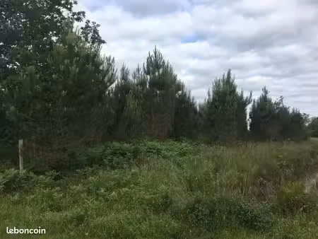 terrain forestier