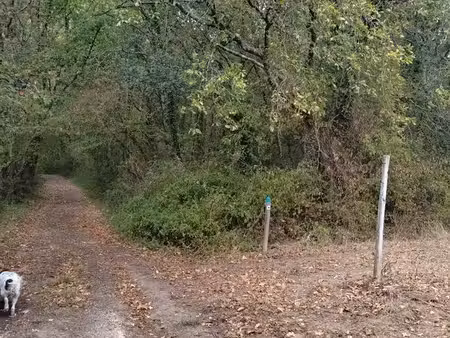 terrain boisé
