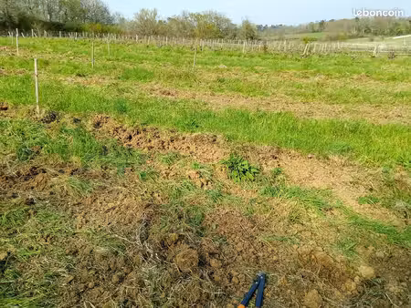 parcelle agricole avec vignes