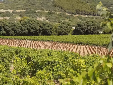 1ha de vigne aop avec mazet