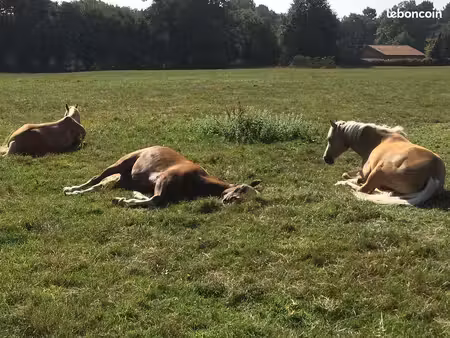 logement contre aide avec les chevaux