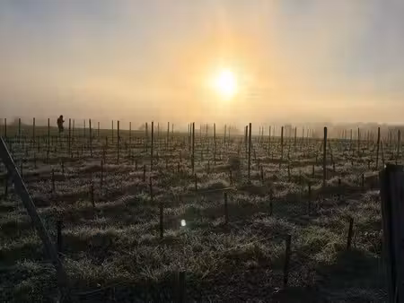 recherche vigne chenin