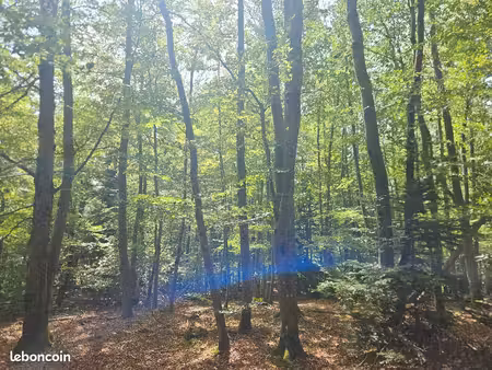 parcelle de bois et foret