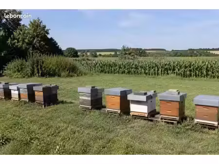 recherche terrain agricole pour projet d'apiculture