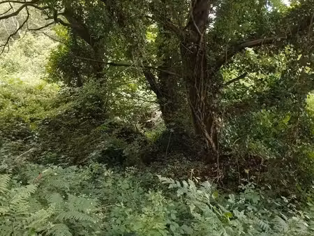 forêt