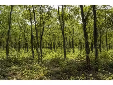 recherche bois / forêt / terrain / verger d’acacia