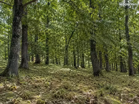 recherche terrain / bois / forêt de châtaigniers