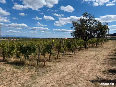 vend terrain avec vignes