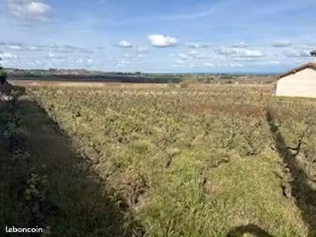 loue ou vends vignes en appellation chénas