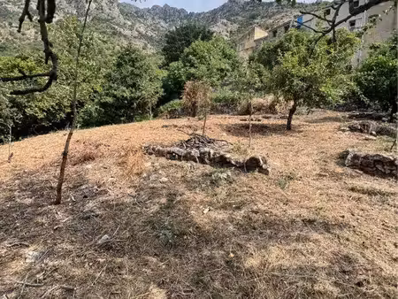 terrain nessa