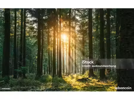 recherche terrain pour activité bois de chauffage – 77 et alentours