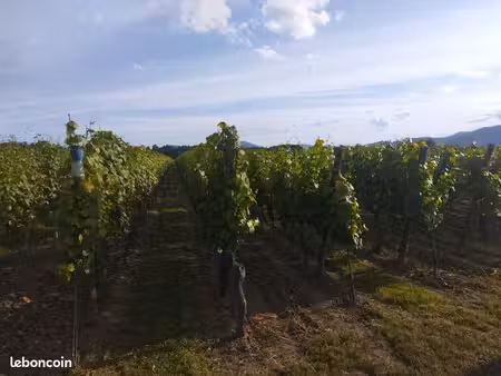 vignes à louer