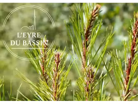 vente terrain 719 m² à gujan-mestras (33470)  316 000 €