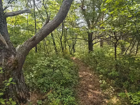 terrain forêt taillis