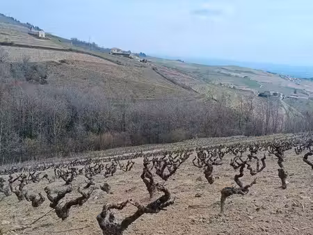 vend vignes - parcelles chiroubles