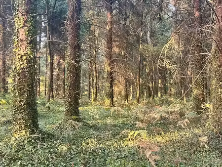 terrain