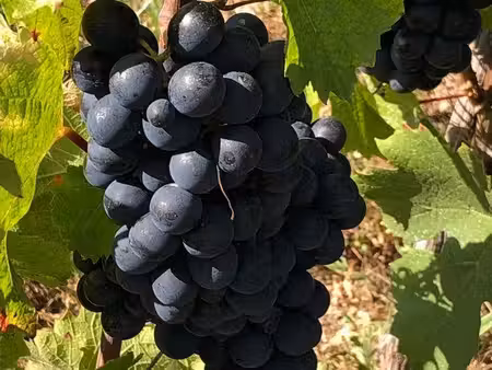 vignes aoc fleurie métayage