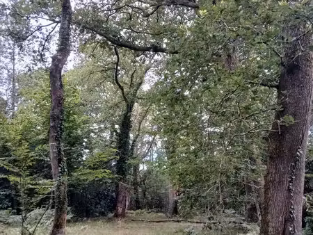 terrain boisé