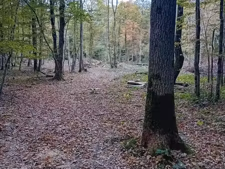parcelle de bois