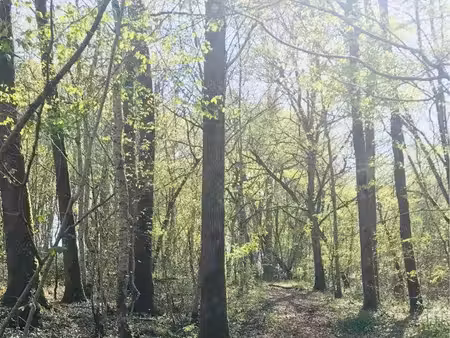 parcelles bois à vendre