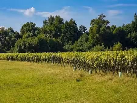vente terrain 605 m² à saint-andré-de-cubzac (33240)  92 000 €