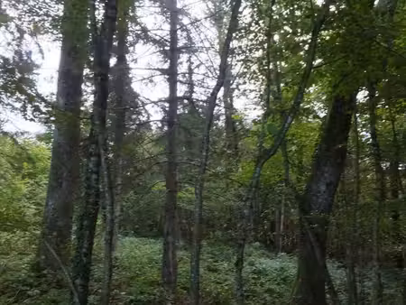 parcelle de bois