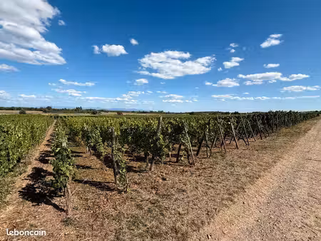 terrain avec vignes