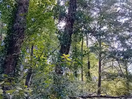 terrain forestier