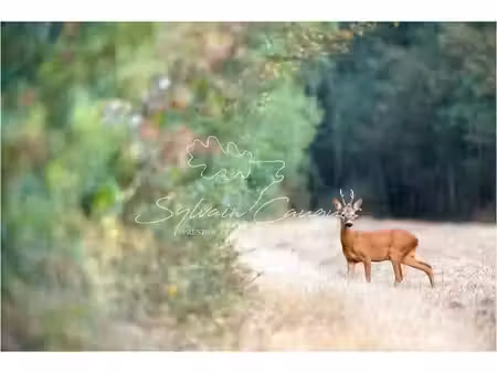 propriété de chasse ou d'agrément de 37 hectares
