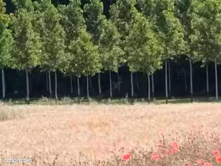 peupleraie terrain de loisirs rivière
